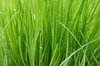 grass series
