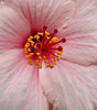 hibiscus centre