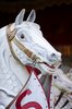 White horse