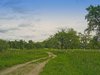 summer landscape