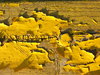 Yellow wooden texture