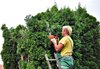 Gardener at work
