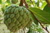 A fruit called sugar-apple