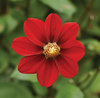 Red Chrysanthemum