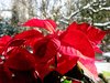 christmas star