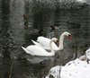 swans in frozen pond