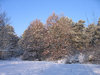 winter trees scenery
