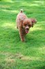 running dog
