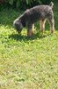 poodle