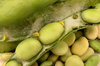 broad beans