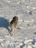 cat in the snow
