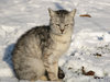 cat in the snow