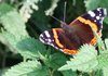 Red Admiral