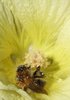 Bee collecting Pollen