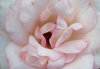 pink tinge