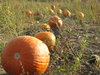 Pumpkin Patch