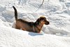 Dog in the snow