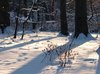 Snowy forest