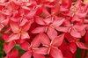 Red flower