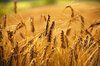 Wheat Field