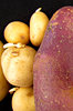 potato family