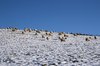 Sheep in winter