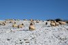 Sheep in winter