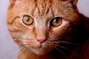 Cat close-up