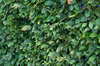 Leaf background