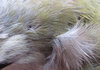 feathers