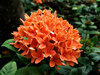 orange clusters