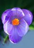 Crocus macro