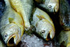 at the fish market