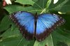 Morpho butterfly