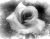 Black and White Rose