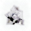 Dramatic Rose