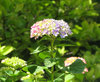 bicolour hortensia