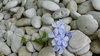 Blue flower