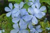 Blue flower