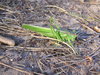 Grasshopper