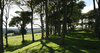 Trees and shadows