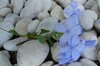 Blue flower: delicacy