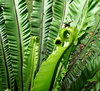 green curl