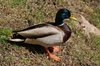Lake ducks 4
