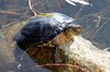 Turtle 2