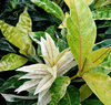 colourful foliage