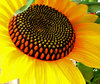false flower