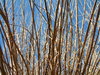 Spring Branches