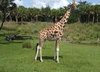 Giraffe