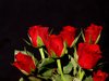 A bouquet of red roses